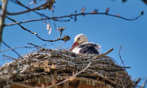 Découvrez comment les chantiers doivent intégrer la biodiversité et respecter la réglementation environnementale pour protéger les espèces et leurs habitats.